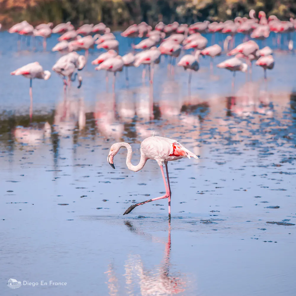 Flamants roses se nourrissant dans les salins d’Aigues-Mortes, icône de la faune camarguaise. Photographie de diegoenfrance.com