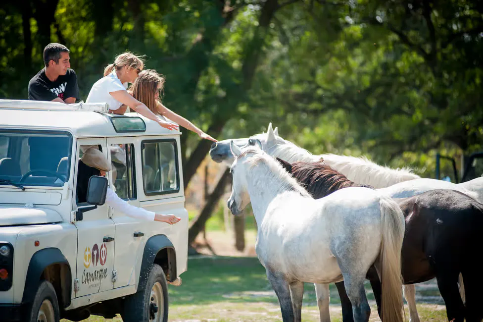 famille en safari 4x4 caressant des chevaux blancs typiques de la Camargue.