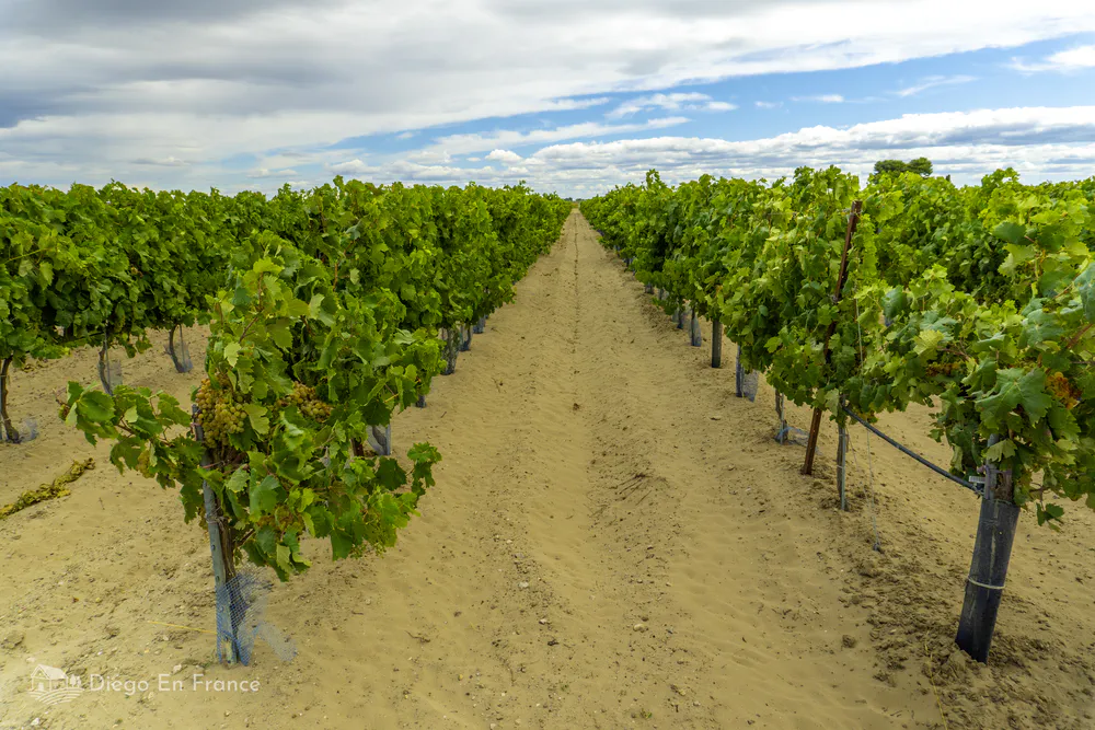 Des rangées de vignes plantées directement sur un sol sablonneux près d’Aigues-Mortes. Photographie de diegoenfrance.com