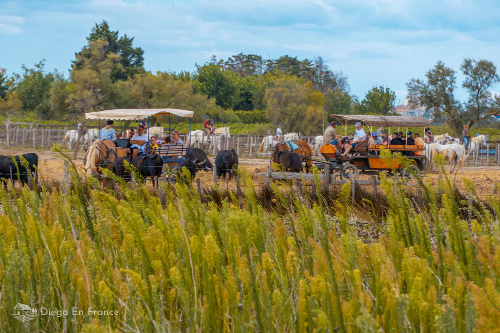 Calèches transportant des touristes à travers la Camargue entre chevaux et taureaux. Photographie de diegoenfrance.com