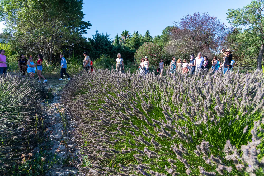 visitantes recorriendo un jardín de lavandas en Mas en Provence durante una actividad de turismo sensorial