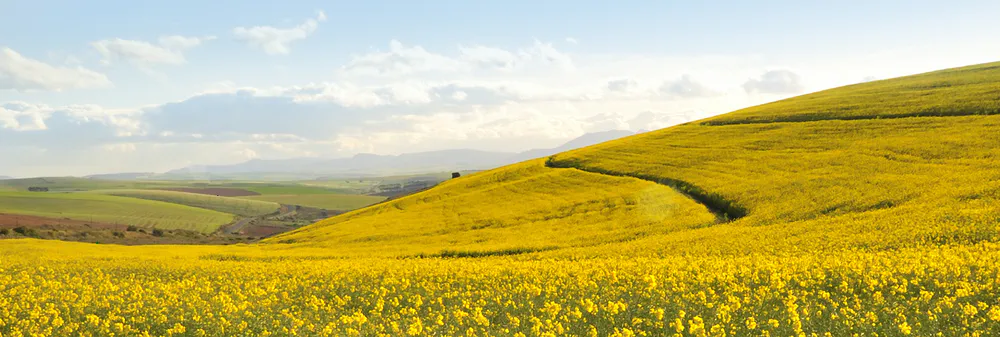 Route de Toulouse à Albi à travers des champs de colza jaune au printemps.