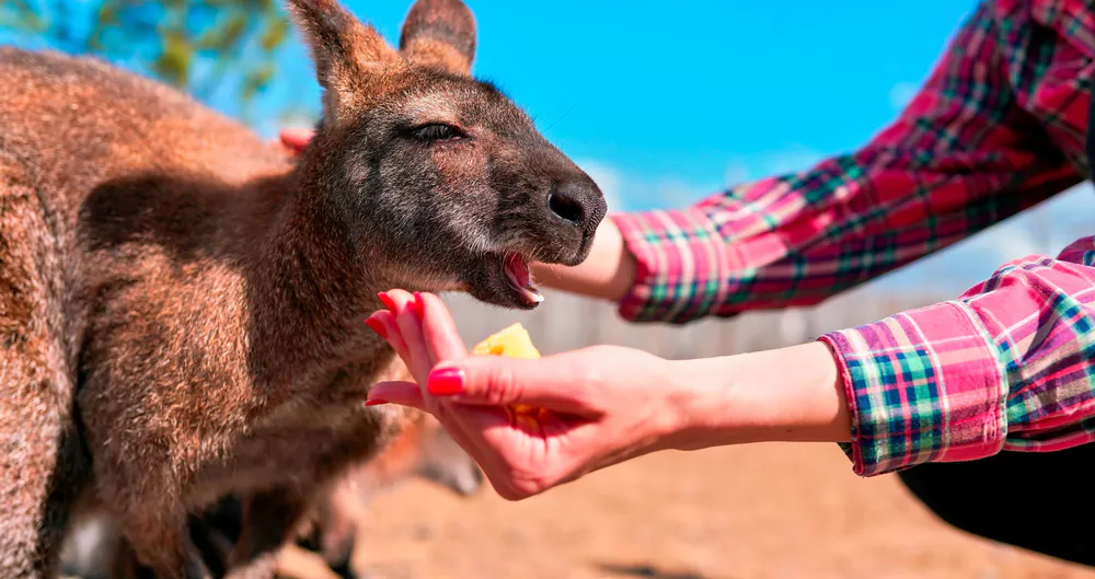 Wallaby disfrutando de una golosina en Le Parc Australien, contacto directo con animales para los niños