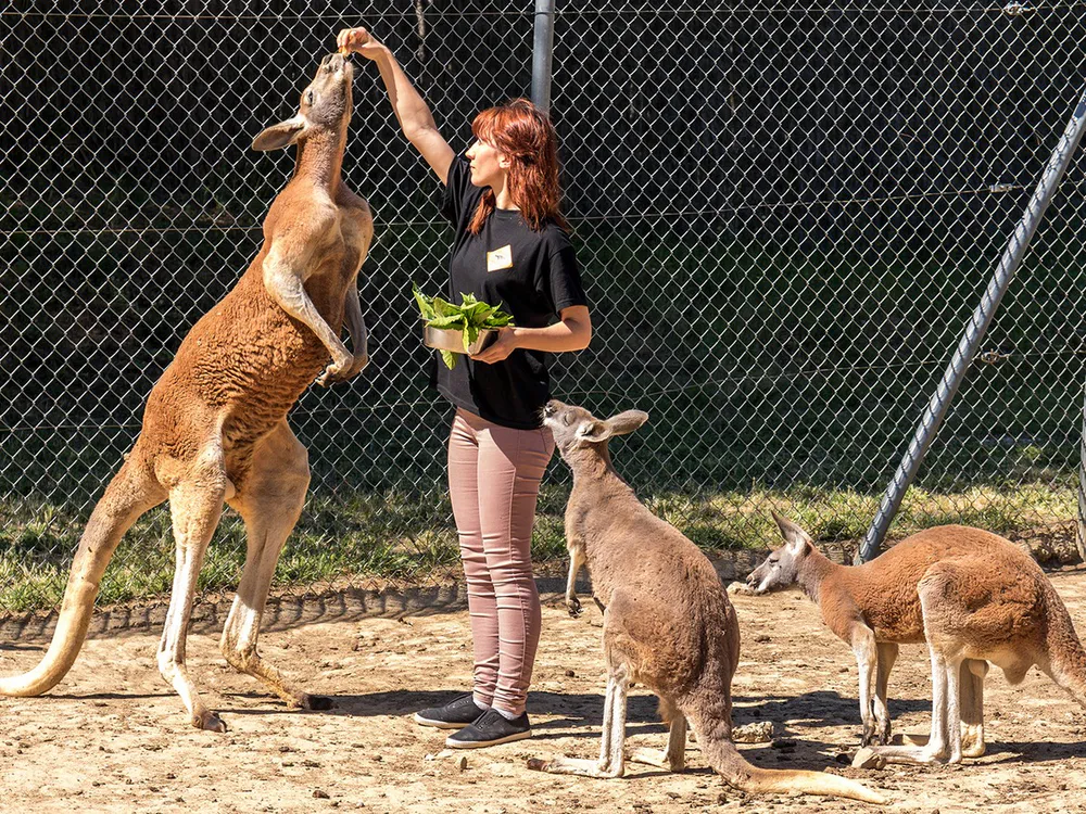 Canguro rojo comiendo de la mano de una cuidadora en Le Parc Australien, encuentro familiar con animales exóticos