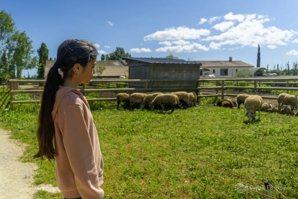 Fillette regardant les moutons paître au Mas du Peyron, expérience familiale rurale. Photo par diegoenfrance.com