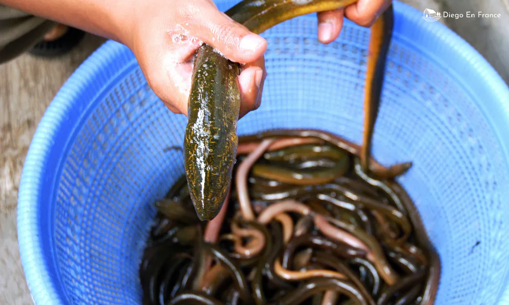 Pêche traditionnelle à l'anguille à Lunel, un produit du terroir chargé d'histoire et de saveur. Photo par diegoenfrance.com