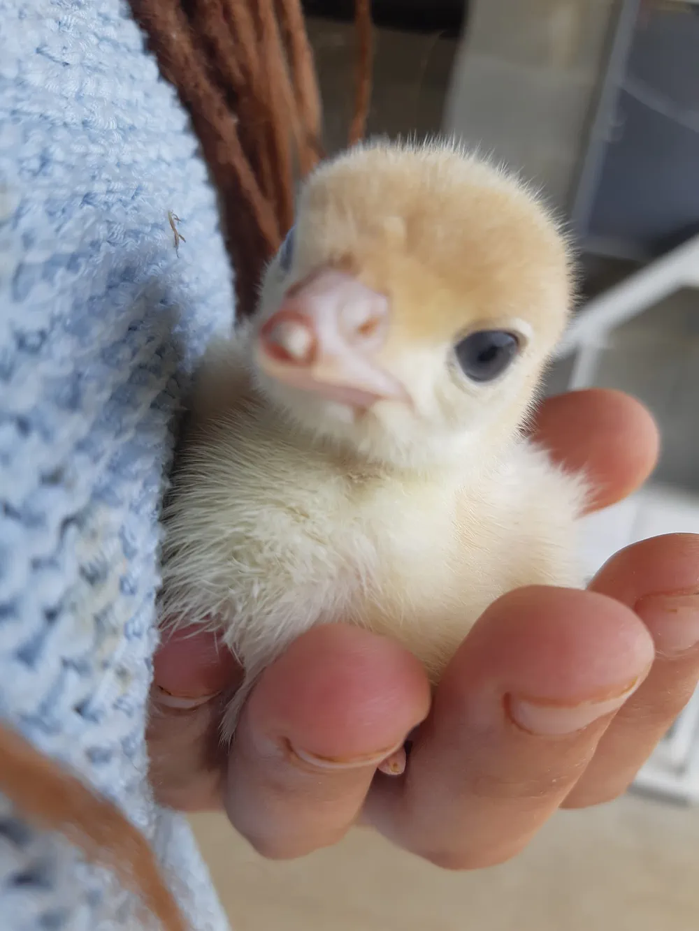 Farm animals at La Ferme du Petit Poucet, a close proposal to discover rural life.